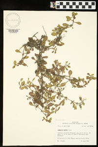 Ludwigia repens image