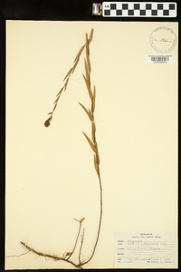 Ludwigia suffruticosa image