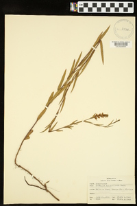 Ludwigia suffruticosa image