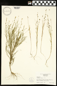 Oenothera linifolia image