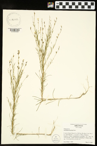 Oenothera linifolia image