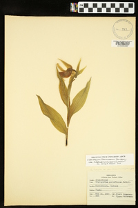 Cypripedium parviflorum var. pubescens image