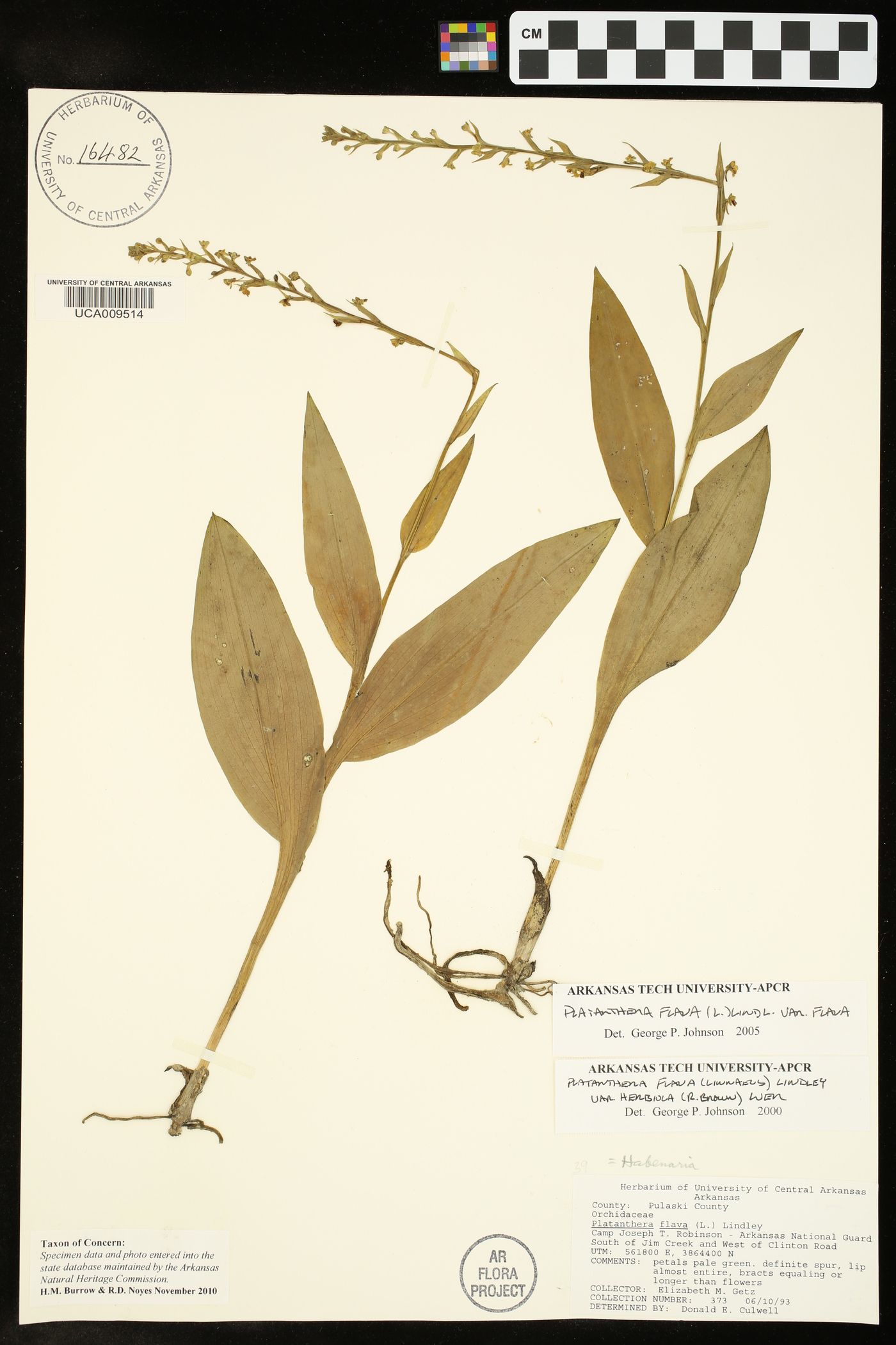 Platanthera flava var. flava image