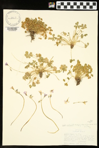 Oxalis articulata image