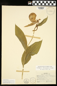 Cypripedium parviflorum var. pubescens image