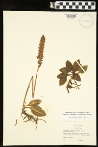 Goodyera pubescens image