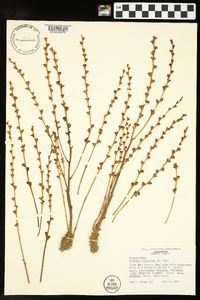 Epifagus virginiana image