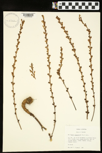 Epifagus virginiana image