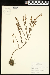 Epifagus virginiana image