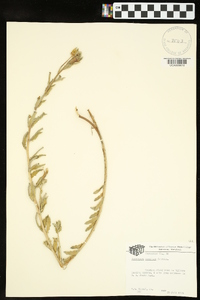 Oenothera humifusa image