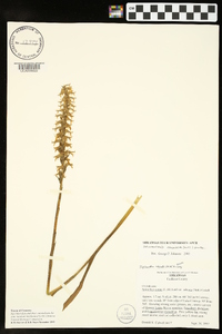 Spiranthes odorata image