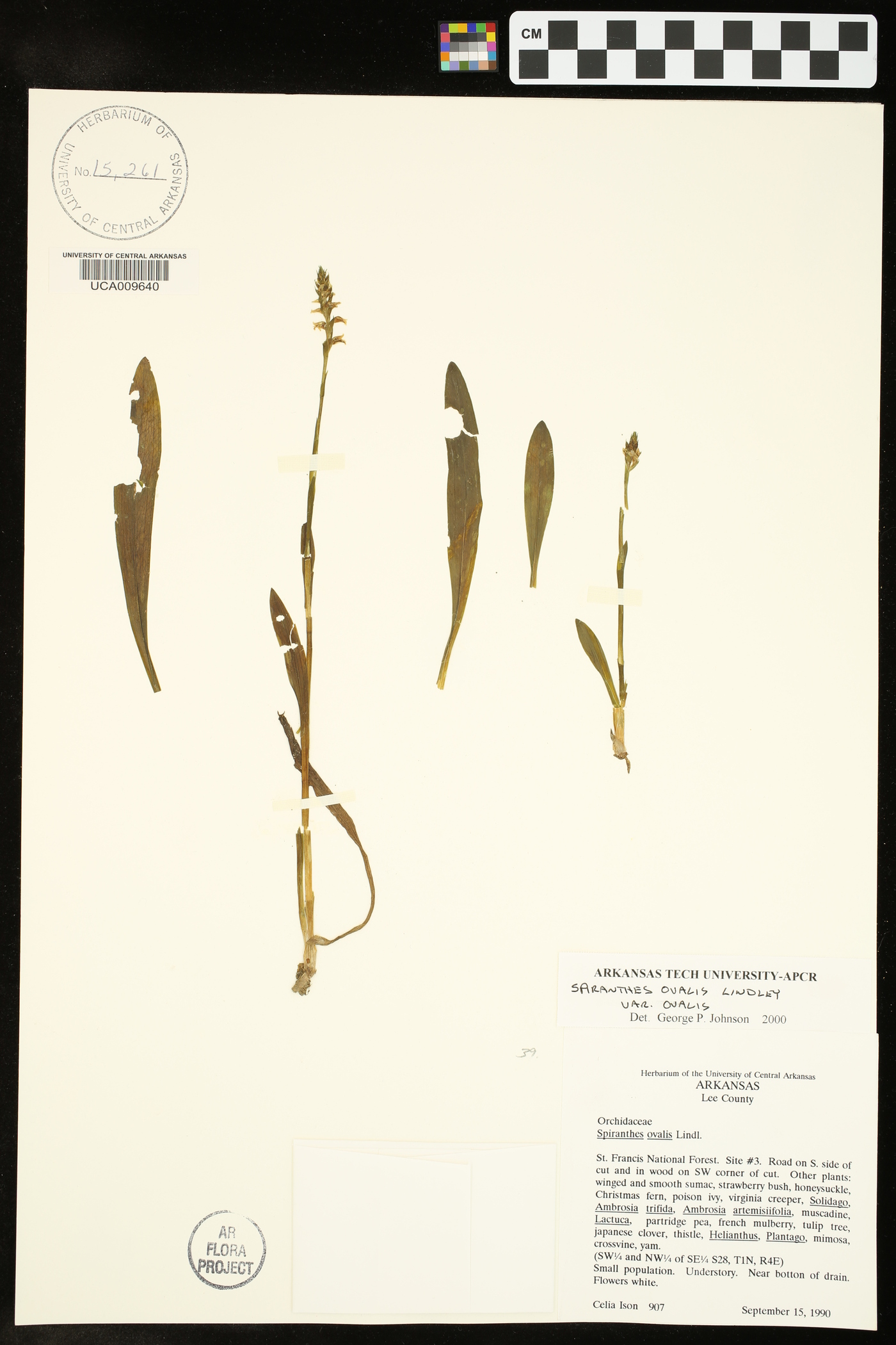 Spiranthes ovalis var. ovalis image