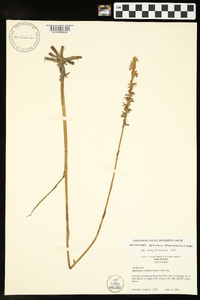 Spiranthes vernalis image