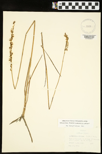 Spiranthes praecox image