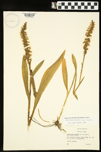 Spiranthes odorata image