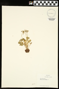 Oxalis violacea image