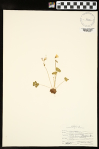 Oxalis violacea image