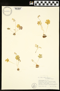 Oxalis violacea image