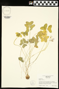 Oxalis violacea image