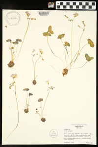 Oxalis violacea image