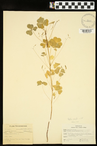 Oxalis grandis image