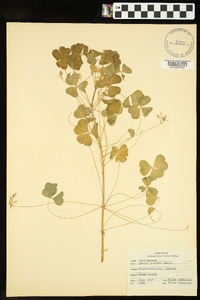 Oxalis grandis image