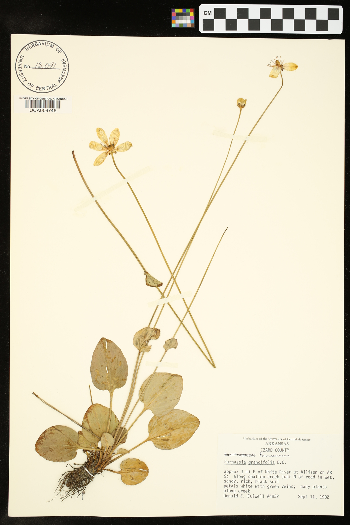 Parnassia grandifolia image