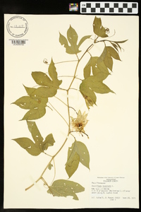 Passiflora incarnata image