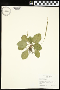 Plantago rugelii image