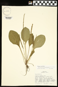 Plantago rugelii image