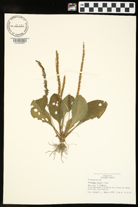 Plantago rugelii image