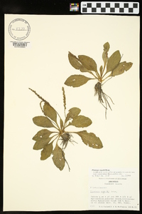 Plantago rugelii image