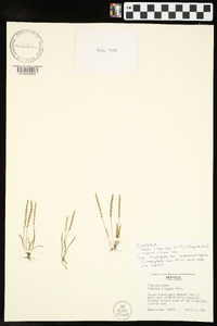 Plantago elongata image