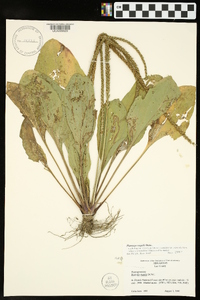 Plantago rugelii image