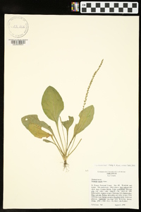 Plantago rugelii image