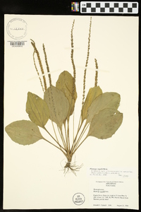 Plantago rugelii image