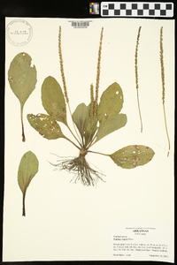 Plantago rugelii image