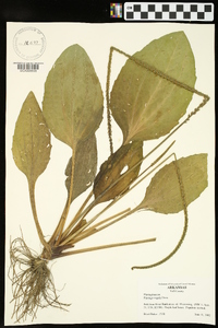 Plantago rugelii image