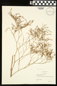 Limonium carolinianum image