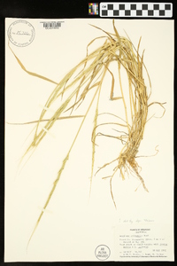 Aegilops cylindrica image