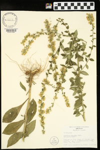 Solidago hispida image