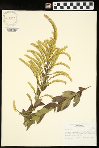 Solidago rugosa subsp. aspera image