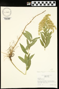 Solidago altissima subsp. altissima image