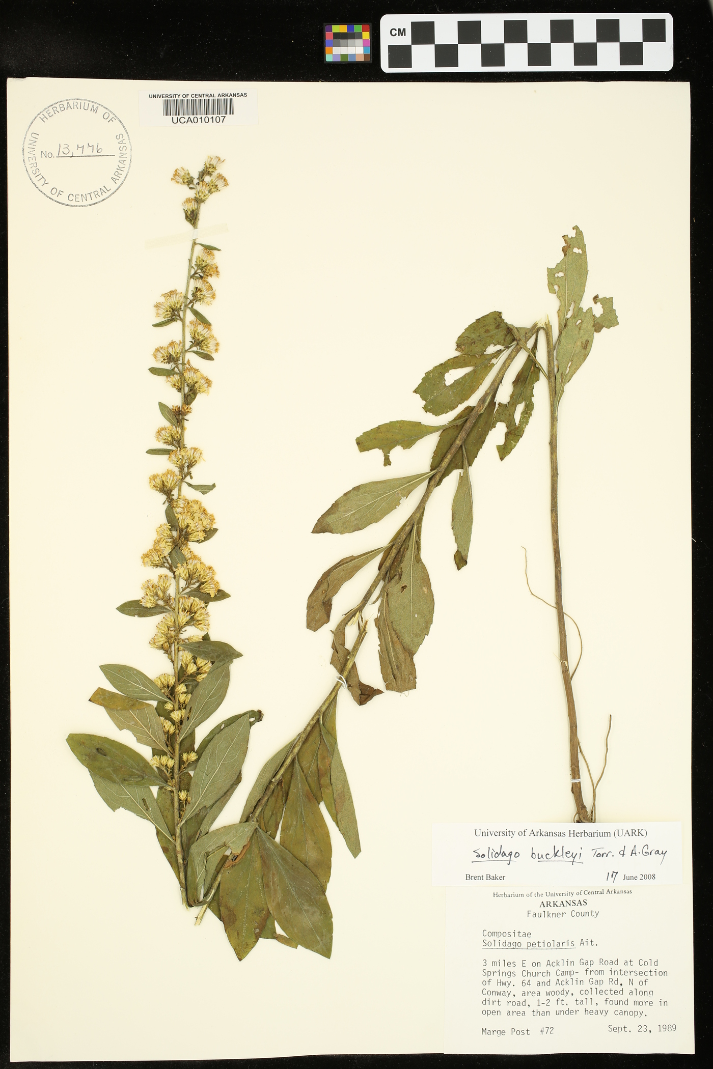 Solidago buckleyi image