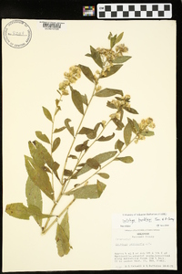 Solidago buckleyi image