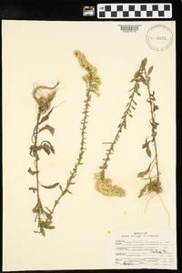 Solidago petiolaris image