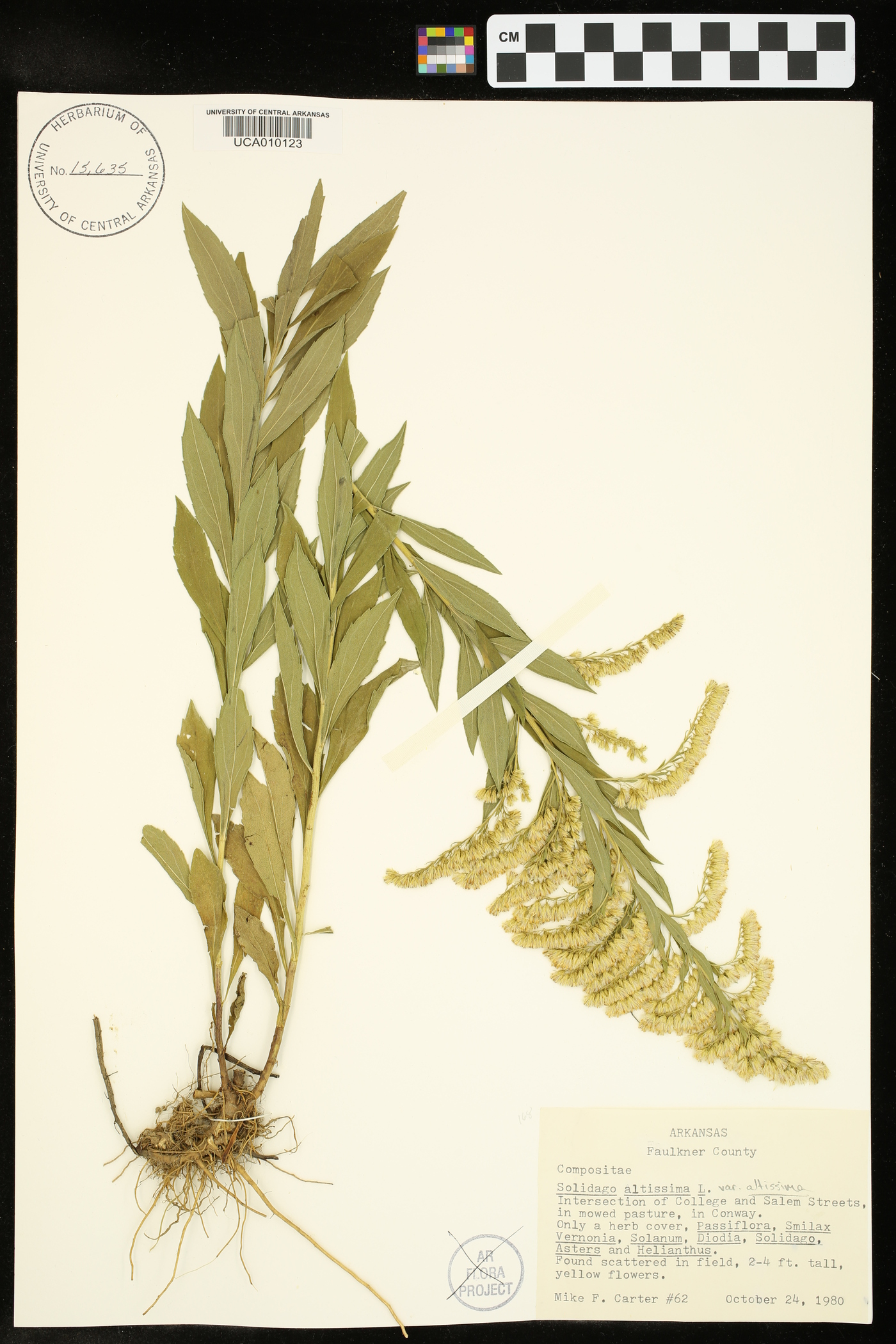 Solidago altissima subsp. altissima image