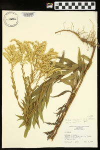 Solidago altissima subsp. altissima image