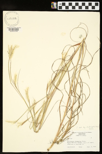 Andropogon ternarius image