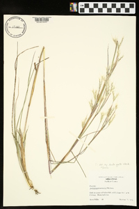 Andropogon ternarius image